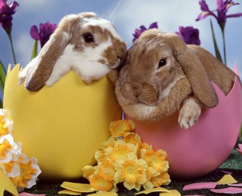 conigli pasqua